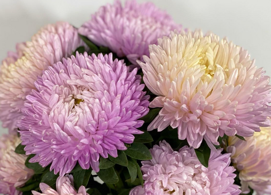 Callistephus chinensis ’Bob Shear Pink’ 30 Seeds