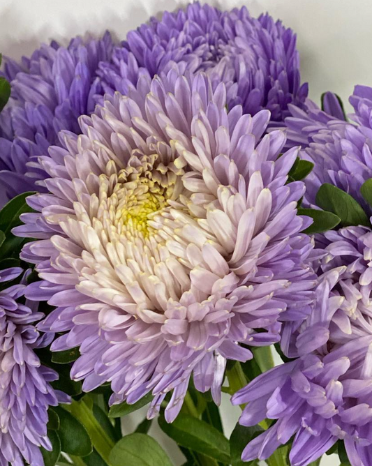 Callistephus chinensis ’Bob Lavaige’ 30 Seeds
