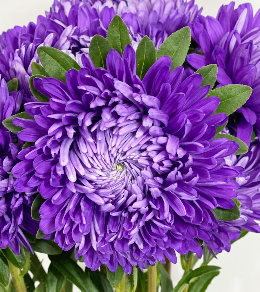 Callistephus chinensis ’Bob Deep Blue’ 30 Seeds