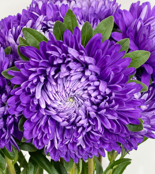 Callistephus chinensis ’Bob Deep Blue’ 30 Seeds