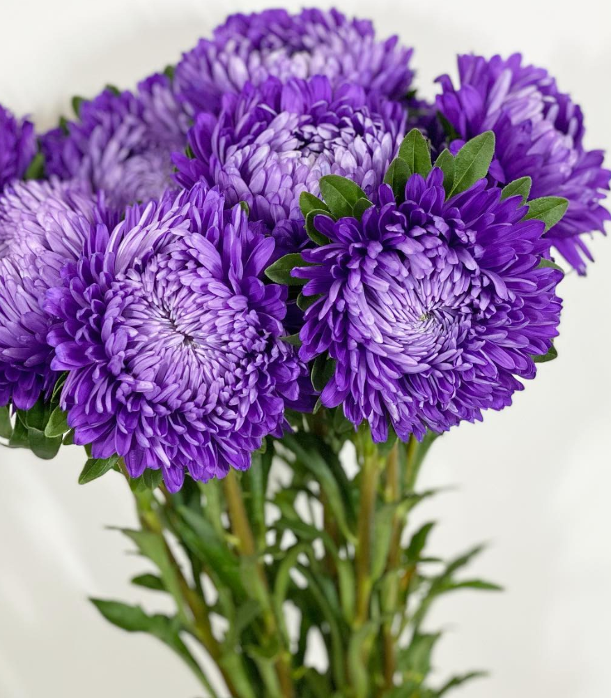 Callistephus chinensis ’Bob Deep Blue’ 30 Seeds