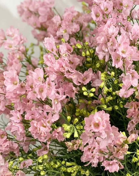 Delphinium 'Super Happy Pink' 80 Seeds