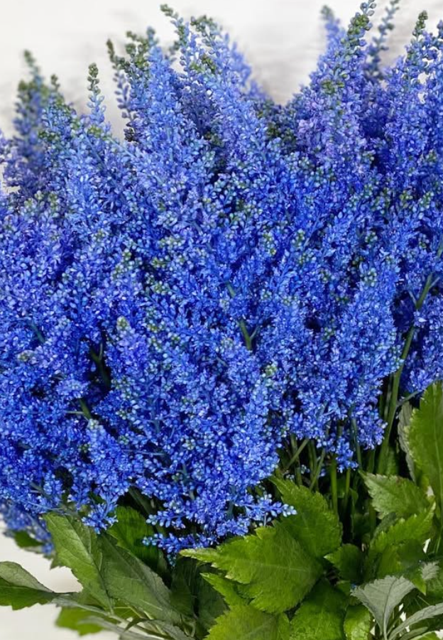 Astilbe 'Eye Blue' 50 Seeds