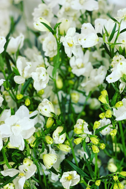Delphinium 'Super Silky White' 80 Seeds