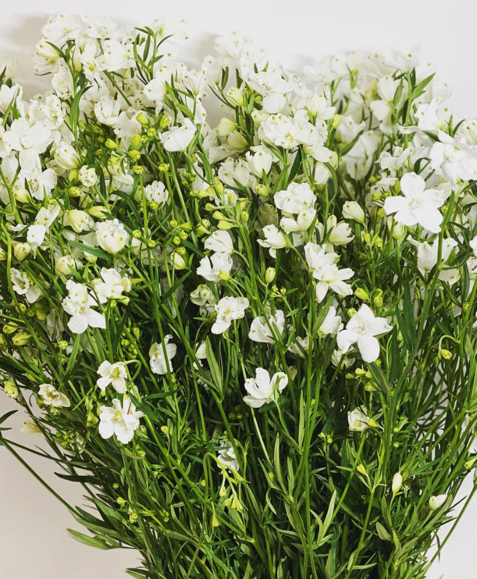 Delphinium 'Super Silky White' 80 Seeds