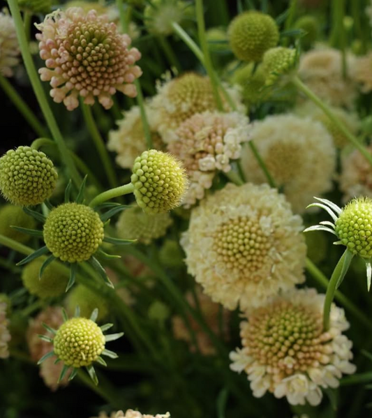Scabiosa "Cream" 50 Seeds