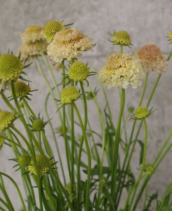 Scabiosa "Cream" 50 Seeds