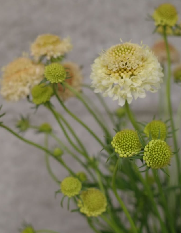 Scabiosa "Cream" 50 Seeds