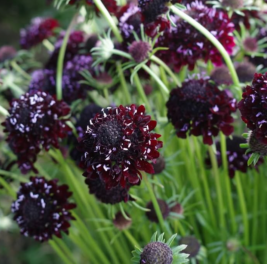 Scabiosa "Deep Red" 50 Seeds