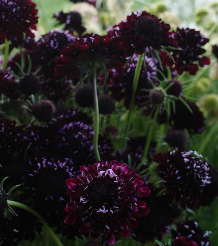 Scabiosa "Deep Red" 50 Seeds