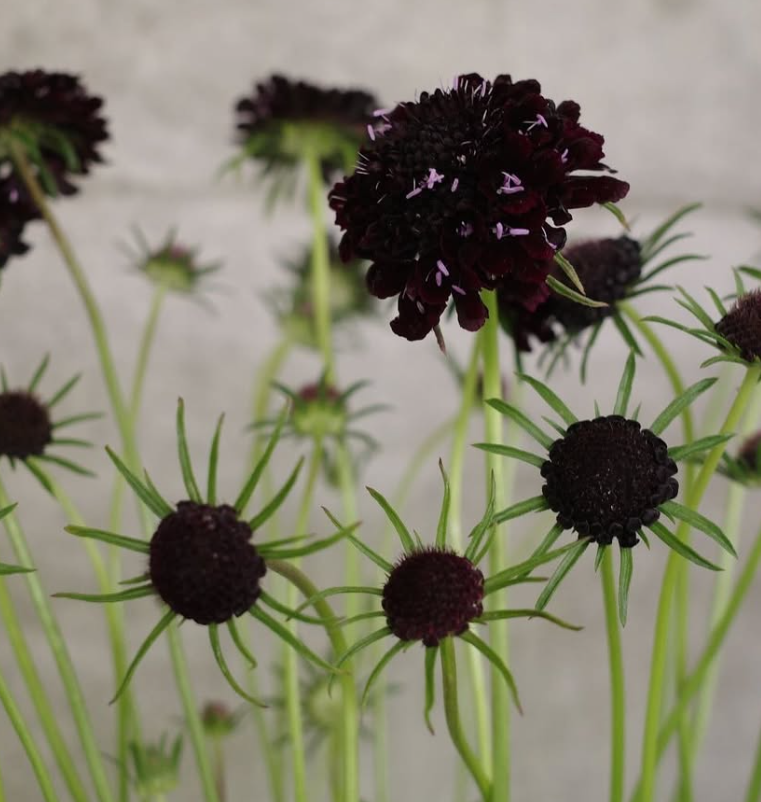 Scabiosa "Deep Red" 50 Seeds