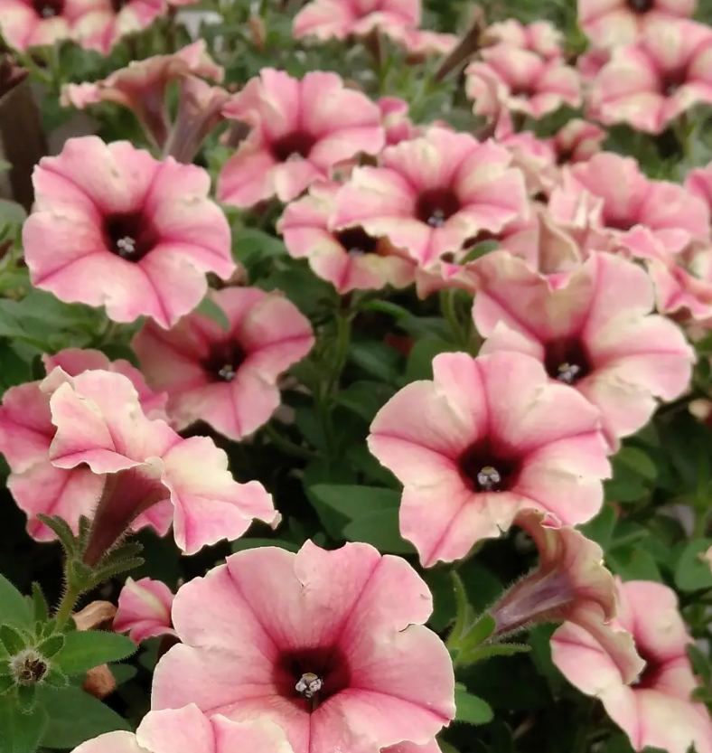 Calibrachoa ( Superbells ) Monroe Walk Peach Veil 15 Pellets