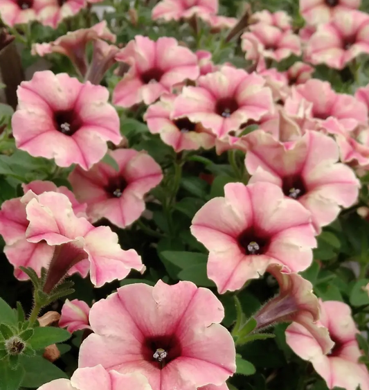 Calibrachoa ( Superbells ) Monroe Walk Peach Veil 15 Pellets