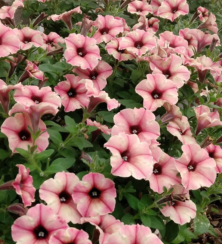 Calibrachoa ( Superbells ) Monroe Walk Peach Veil 15 Pellets