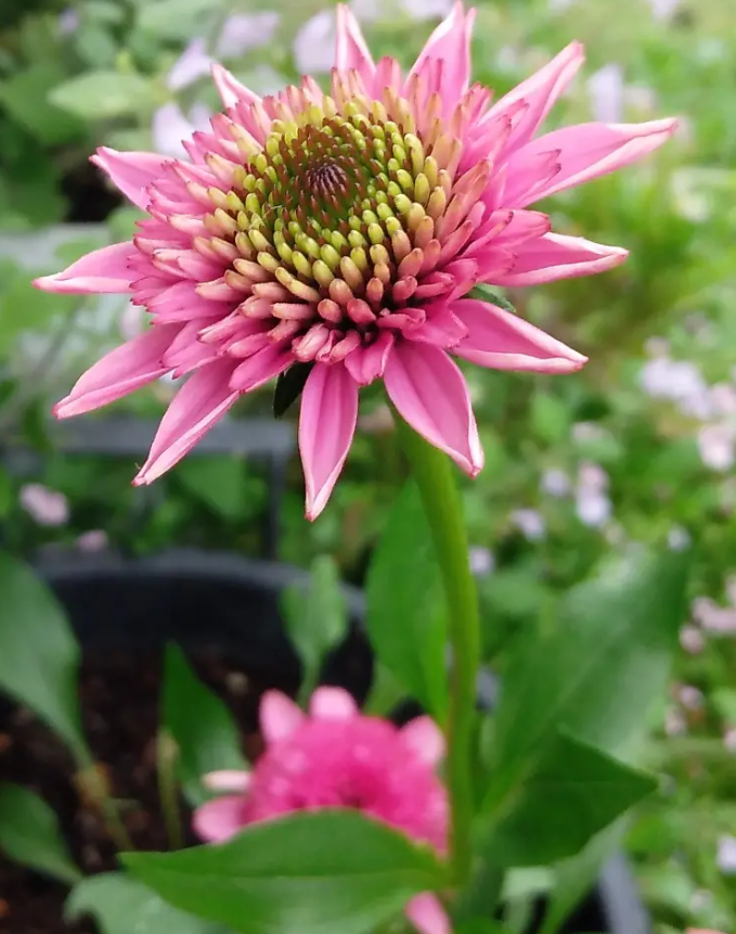 Echinacea 'Sweet Sixteen' 30 Seeds