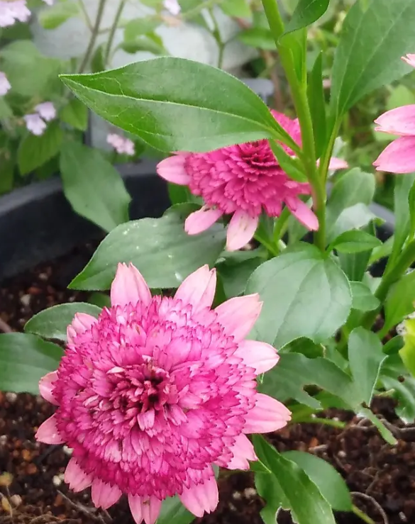 Echinacea 'Sweet Sixteen' 30 Seeds