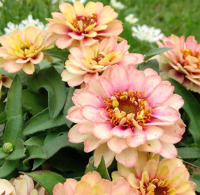 Zinnia Berries Double Tropical Peach 50 Seeds