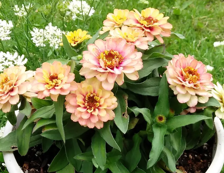 Zinnia Berries Double Tropical Peach 50 Seeds