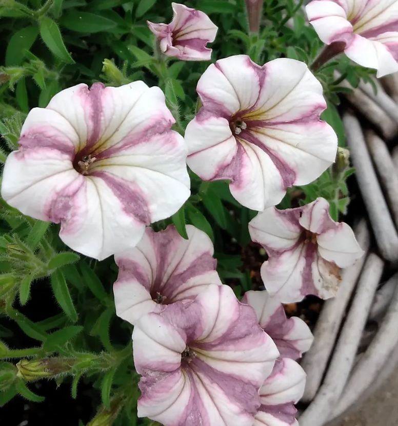 Petunia Matatabi Mousse 200 Seeds