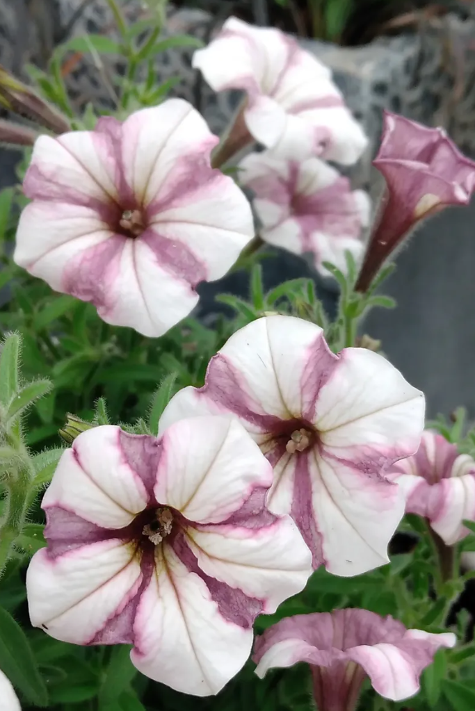 Petunia Matatabi Mousse 200 Seeds