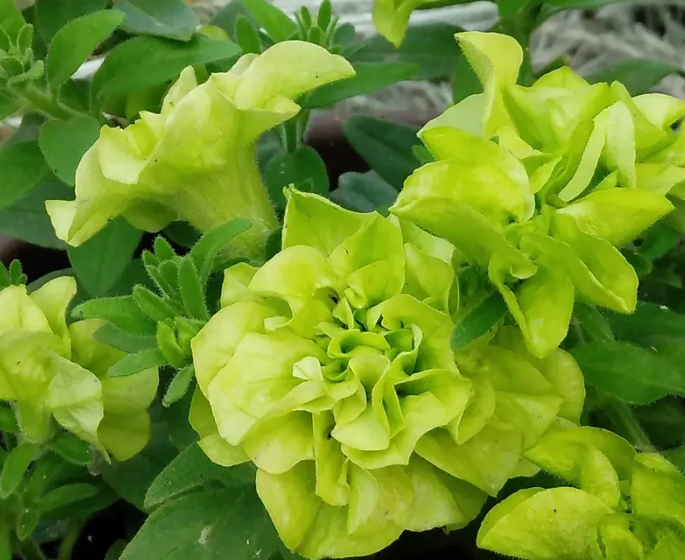 Petunia Rococo Chartreuse 200 Seeds