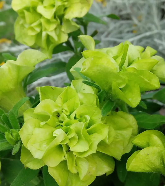 Petunia Rococo Chartreuse 200 Seeds
