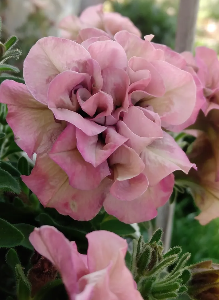 Petunia Mika 200 Seeds