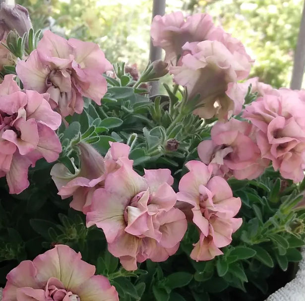 Petunia Mika 200 Seeds