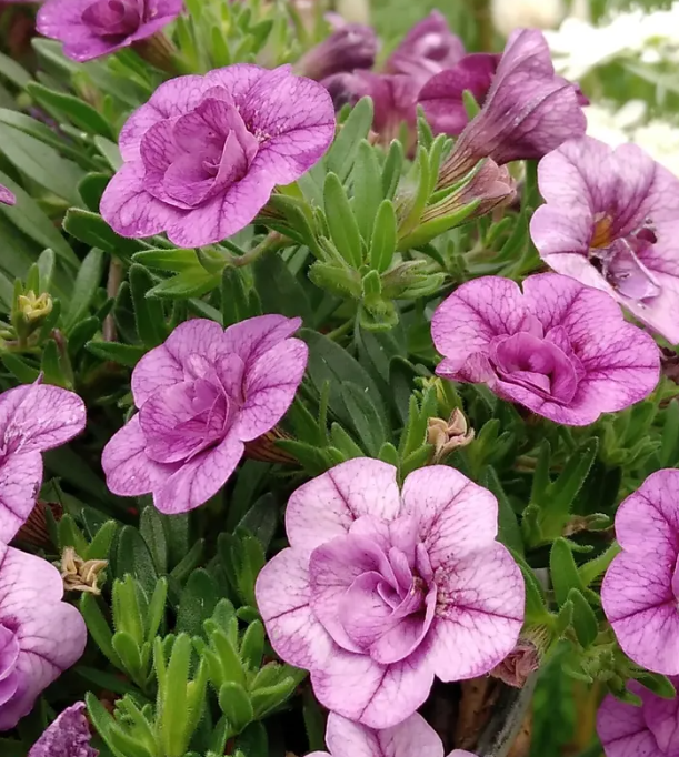 Calibrachoa ( Superbells ) Oro Double Light Blue 15 Pellets