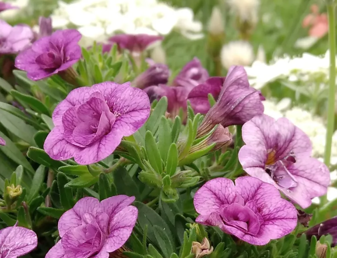 Calibrachoa ( Superbells ) Oro Double Light Blue 15 Pellets