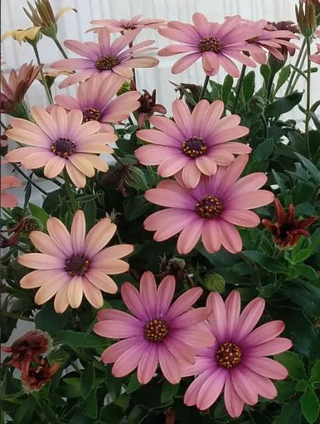 Osteospermum Akira Grand Canyon Mix 50 Seeds