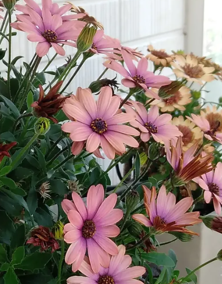 Osteospermum Akira Grand Canyon Mix 50 Seeds