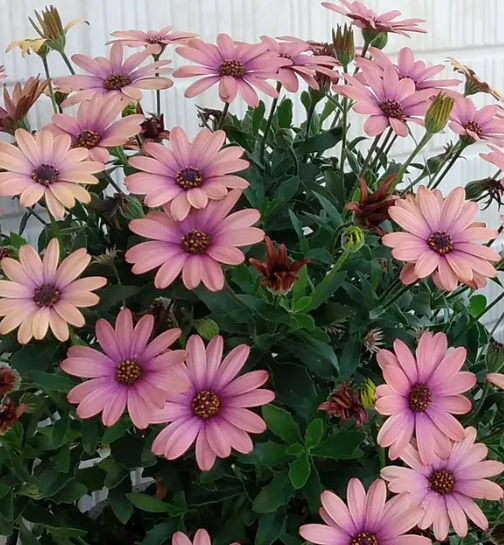 Osteospermum Akira Grand Canyon Mix 50 Seeds