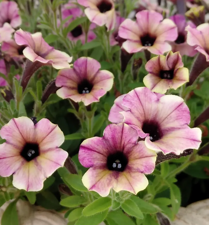 Petunia 'Mulberry' 200 Seeds