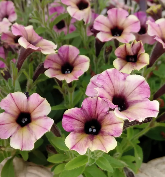 Petunia 'Mulberry' 200 Seeds