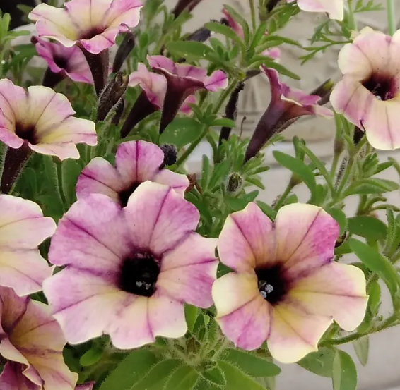 Petunia 'Mulberry' 200 Seeds