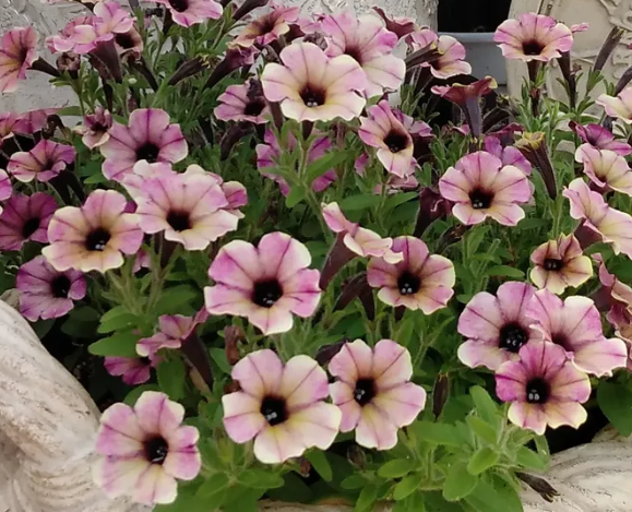 Petunia 'Mulberry' 200 Seeds