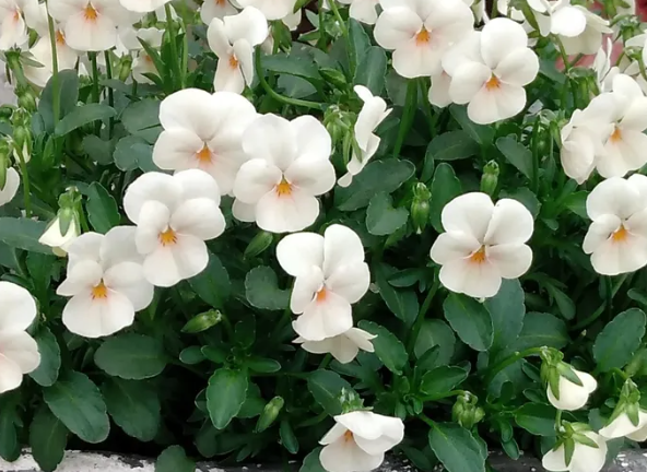 Pansy Japan Series Miss Peach 60 Seeds