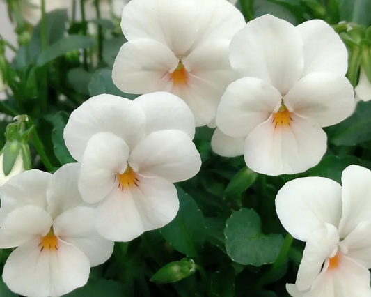 Pansy Japan Series Miss Peach 60 Seeds