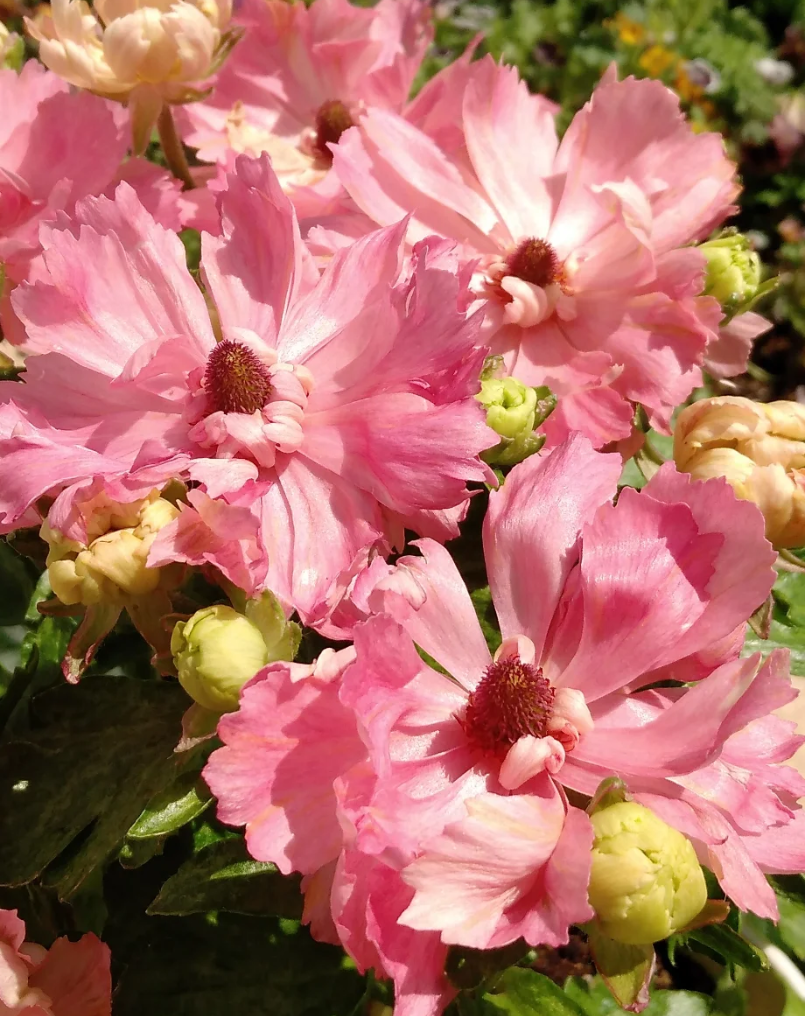 Ranunculus 'Seiren' 7 Bulbs