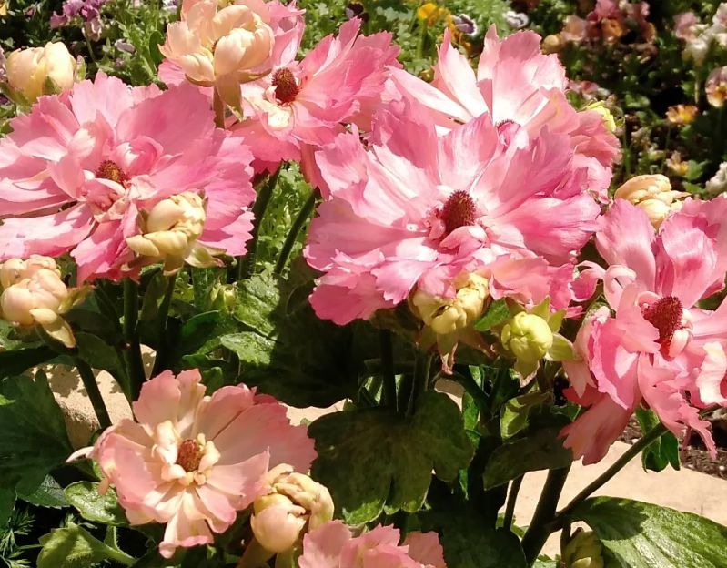Ranunculus 'Seiren' 7 Bulbs