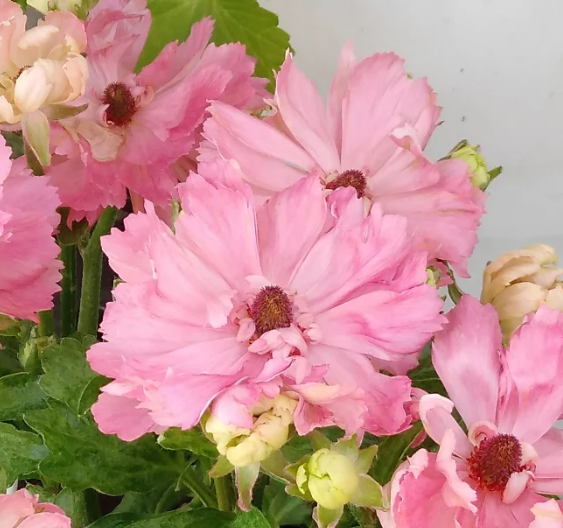 Ranunculus 'Seiren' 7 Bulbs