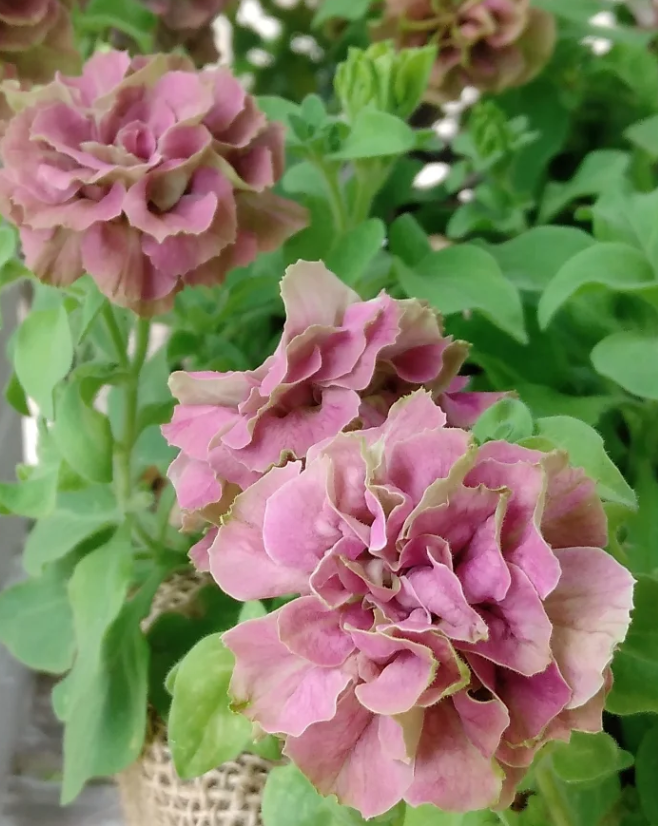 Petunia Shonan Verde 200 Seeds