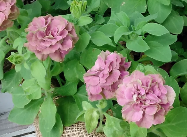 Petunia Shonan Verde 200 Seeds