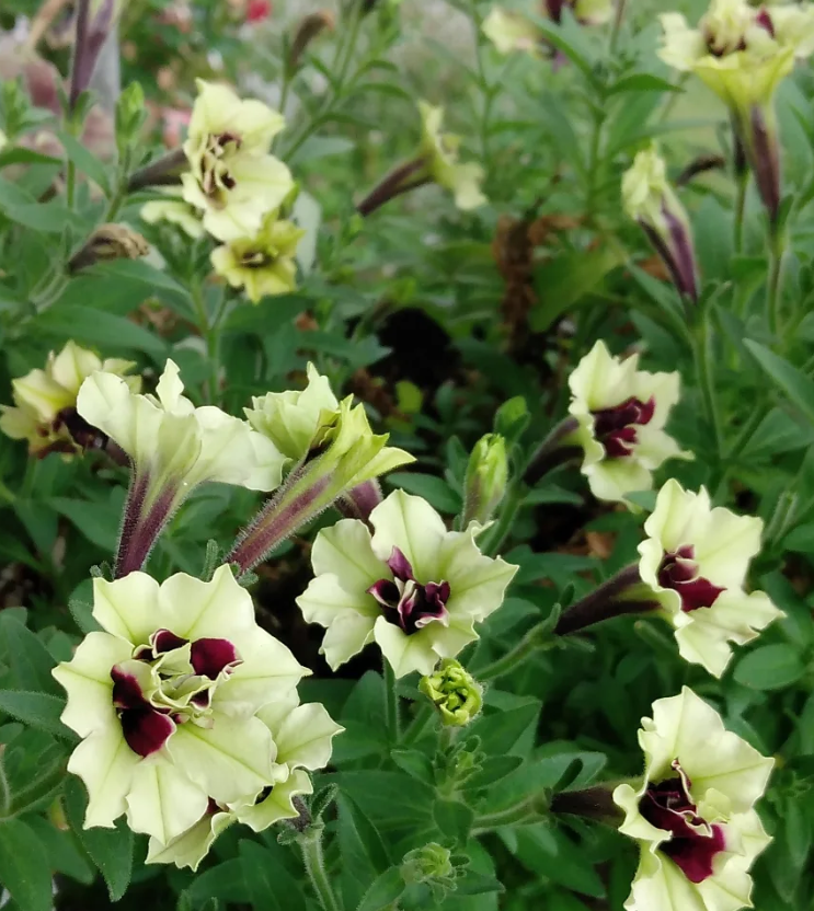 Petunia Pistachio 200 Seeds
