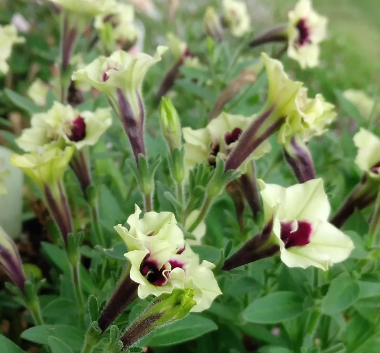 Petunia Pistachio 200 Seeds
