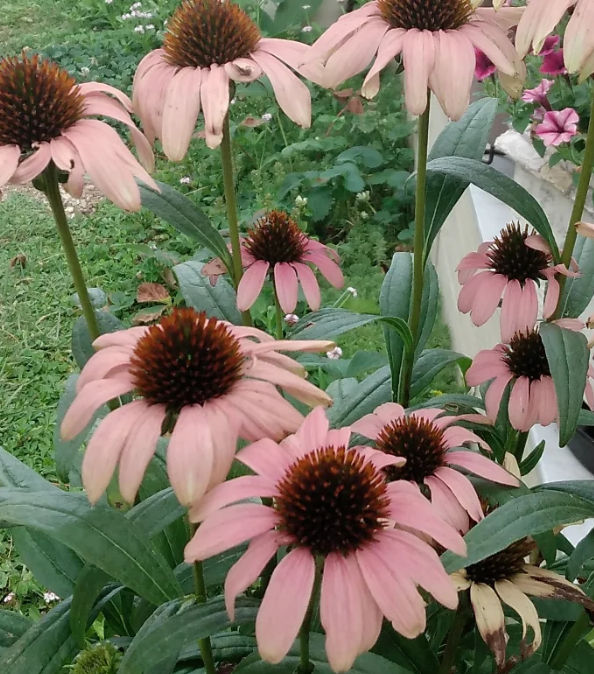 Echinacea 'Playful Medmama' 30 Seeds