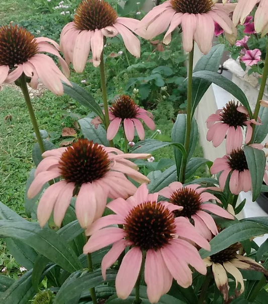 Echinacea 'Playful Medmama' 30 Seeds