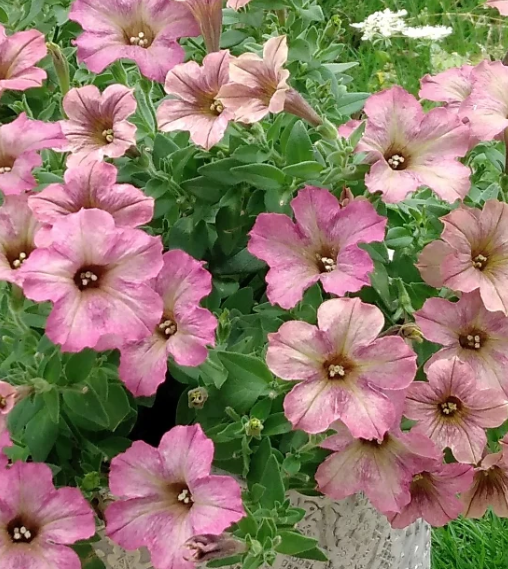 Petunia Mermaid Memories 200 Seeds