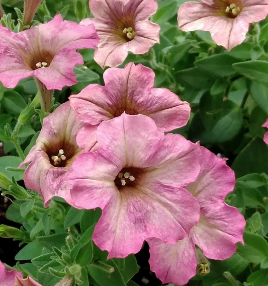 Petunia Mermaid Memories 200 Seeds